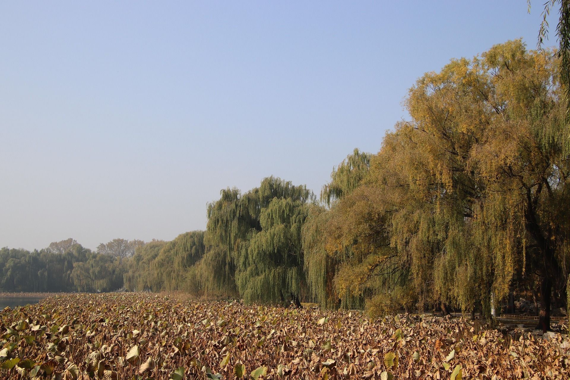 Imagen destacada para el artículo: Nos Faltan Árboles: El Déficit de Áreas Verdes en Pachuca y su Impacto en Nuestra Salud